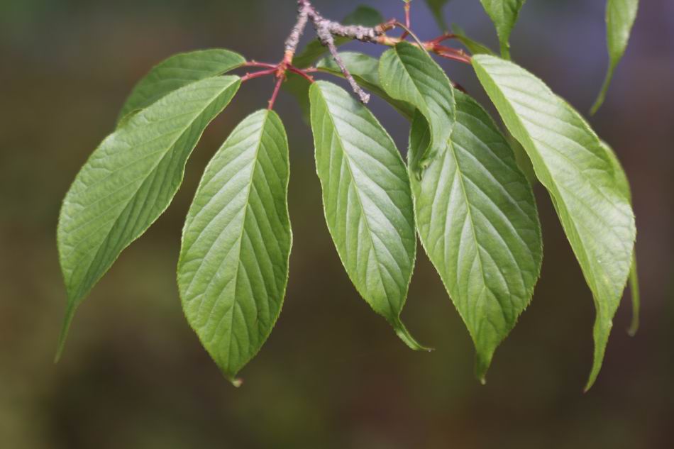 山櫻花 葉，開新視窗